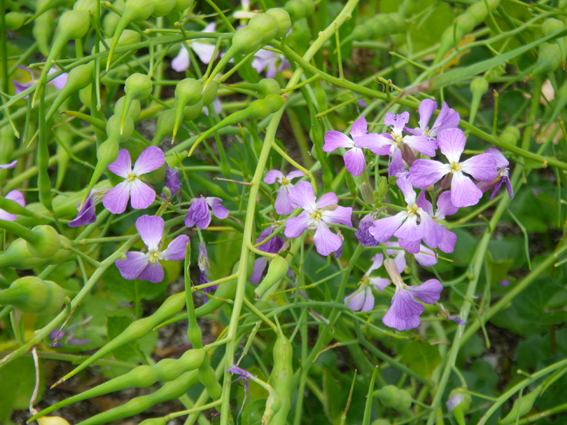 ネコと花の光景_f0161647_13545930.jpg