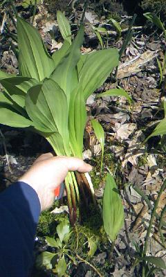 e0028049_1328359.jpg