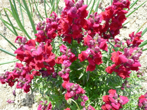 c0043055_12471951.jpg