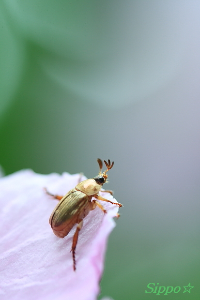 ■■　～むしがたり～　作品公開　vol.1 ■■_c0195662_2351456.jpg