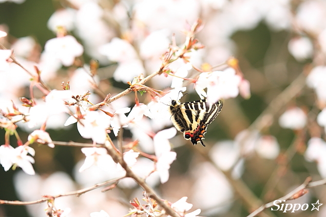 ■■　～むしがたり～　作品公開　vol.1 ■■_c0195662_23522416.jpg