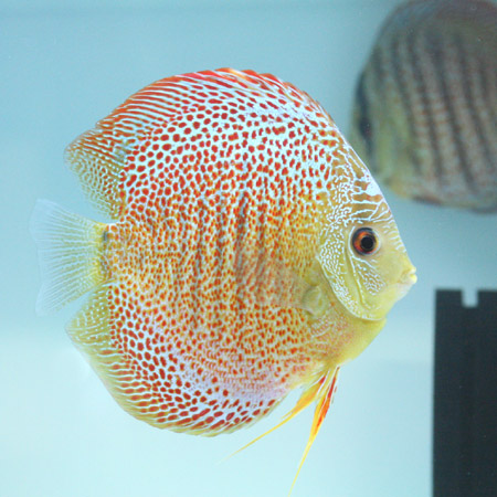 a0162263_2210833.jpg