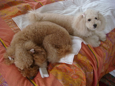 2010.5.14 なな茶々の好きな物?_a0083571_16351186.jpg
