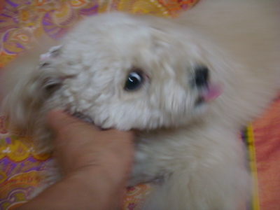 2010.5.14 なな茶々の好きな物?_a0083571_22131758.jpg