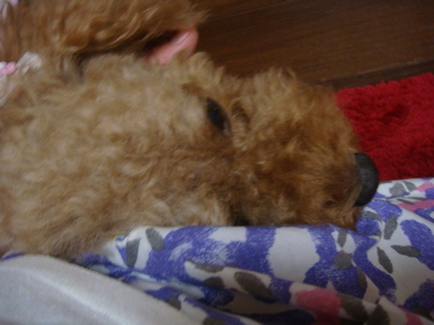 2010.5.14 なな茶々の好きな物?_a0083571_22151464.jpg