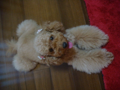 2010.5.14 なな茶々の好きな物?_a0083571_2216472.jpg