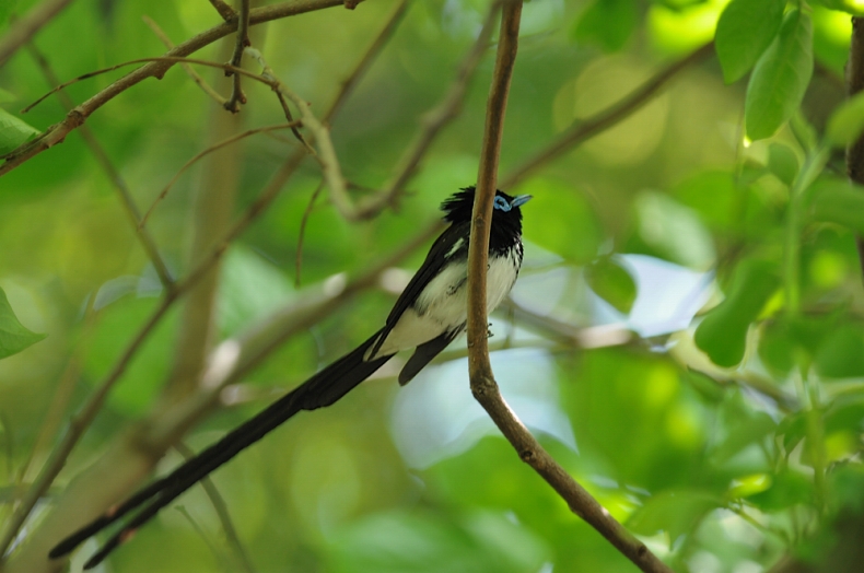 サンコウチョウ_f0053272_8223813.jpg