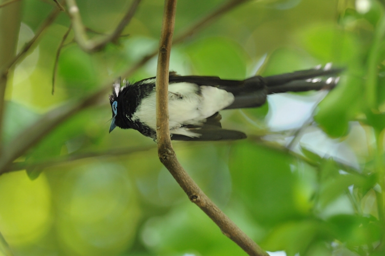 サンコウチョウ_f0053272_8273512.jpg