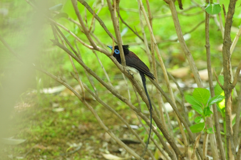 サンコウチョウ_f0053272_8303284.jpg