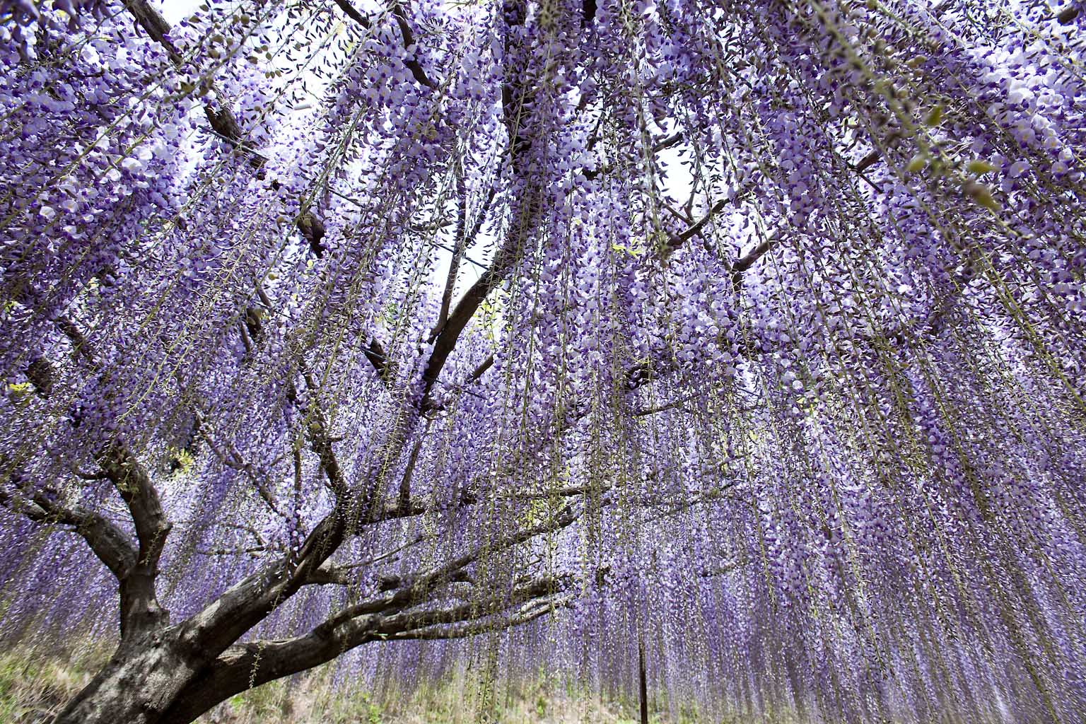 九尺藤 天声犬語2 九尺藤 天声犬語2