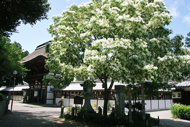 安土　沙沙貴神社のなんじゃもんじゃ_c0196076_2150569.jpg