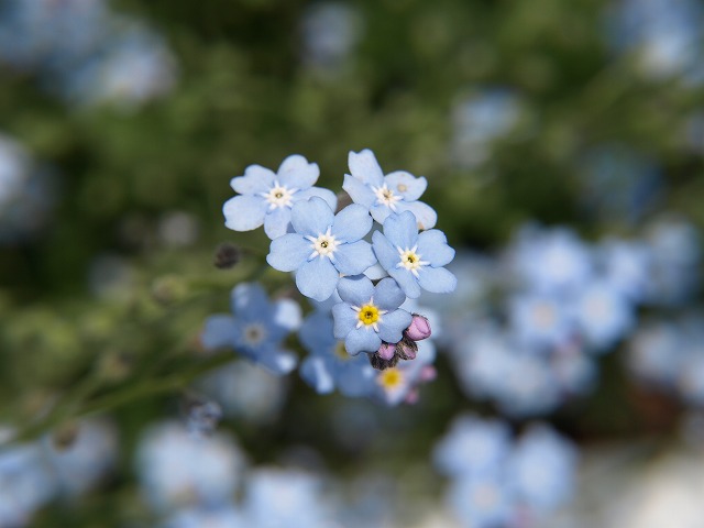 花散歩 勿忘草など 自然風の自然風だより