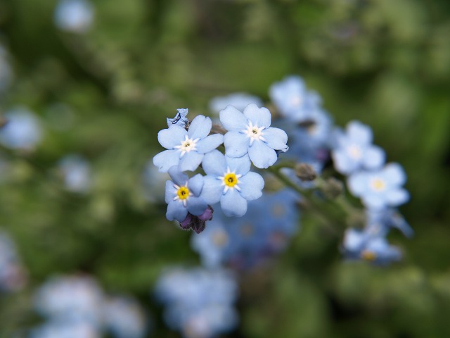 花散歩 勿忘草など 自然風の自然風だより