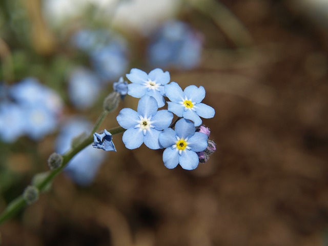 『花散歩（勿忘草など・・・）』_d0054276_19511299.jpg