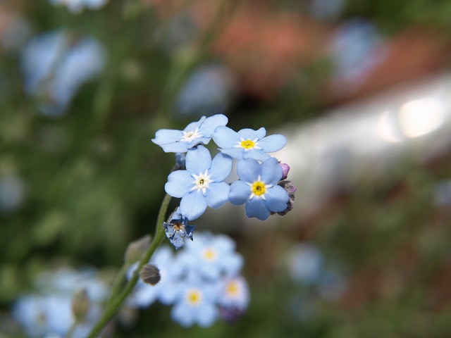 『花散歩（勿忘草など・・・）』_d0054276_19512387.jpg