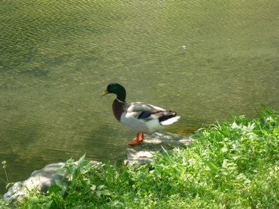 久しぶりにショートトリップ。犬鳴ダム(司書の湖)。_e0188087_22233298.jpg