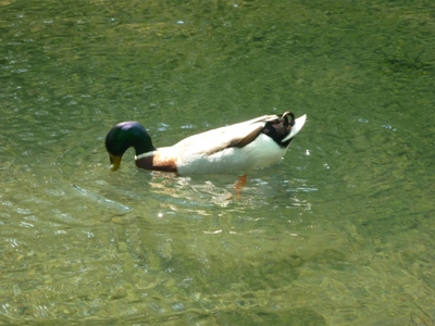 久しぶりにショートトリップ。犬鳴ダム(司書の湖)。_e0188087_2223459.jpg