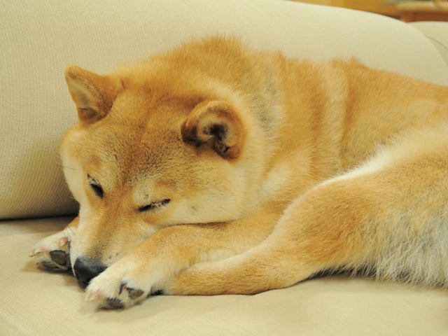 お休みのところ、すみませんが・・・_a0126590_4431120.jpg