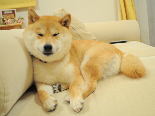 お休みのところ、すみませんが・・・_a0126590_4442992.jpg