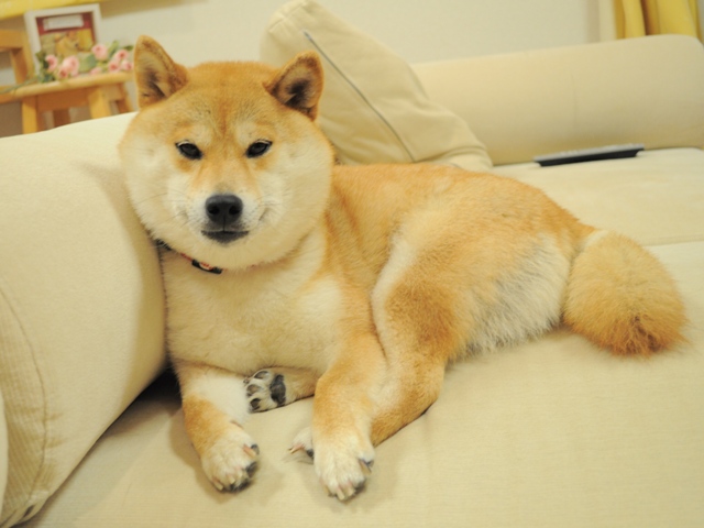 お休みのところ、すみませんが・・・_a0126590_4444037.jpg