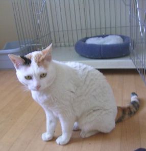 第7回 ちばわん 「ねこ親会(in 品川)」 開催のご案内_d0027698_13512.jpg