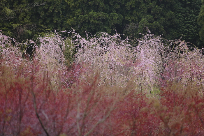 阿蘇の桜_e0135098_6484745.jpg