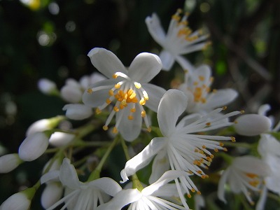 f0187402_17405573.jpg