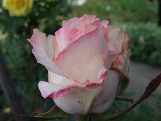 b0107310_21172835.jpg