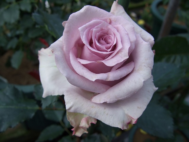 b0107310_2117637.jpg