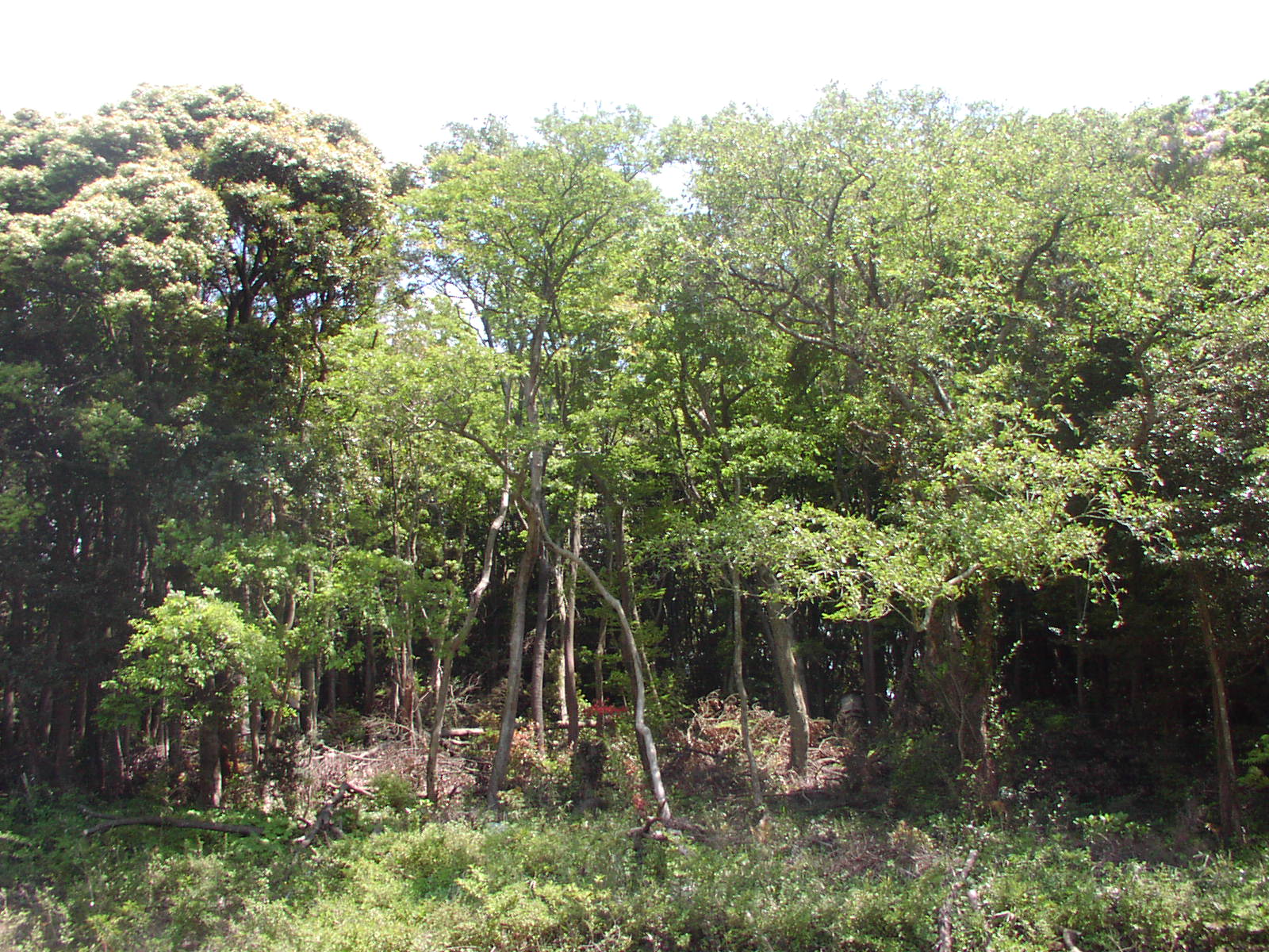 f0164410_6361452.jpg