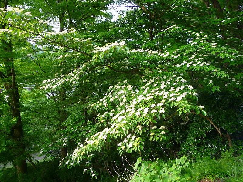 f0182513_1171625.jpg