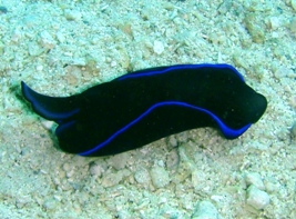 ウミウシがいっぱい!_a0043520_22283732.jpg