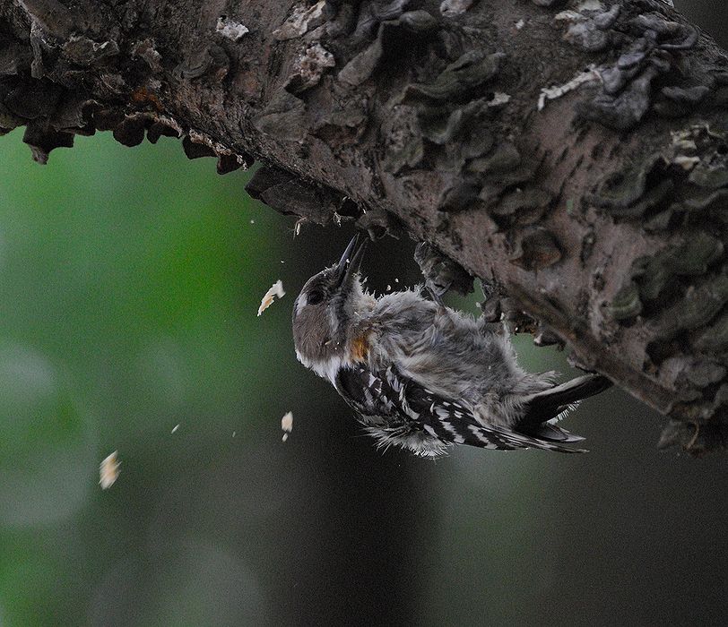 コゲラの巣穴掘り その後は 私のデジタル写真眼