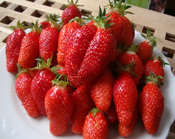 Fraise Gariguette (イチゴ・ガリゲット) : ブルターニュから Fraise Gariguette (イチゴ・ガリゲット) : ブルターニュから