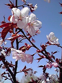 桜に誘われて。_e0122424_12374185.jpg