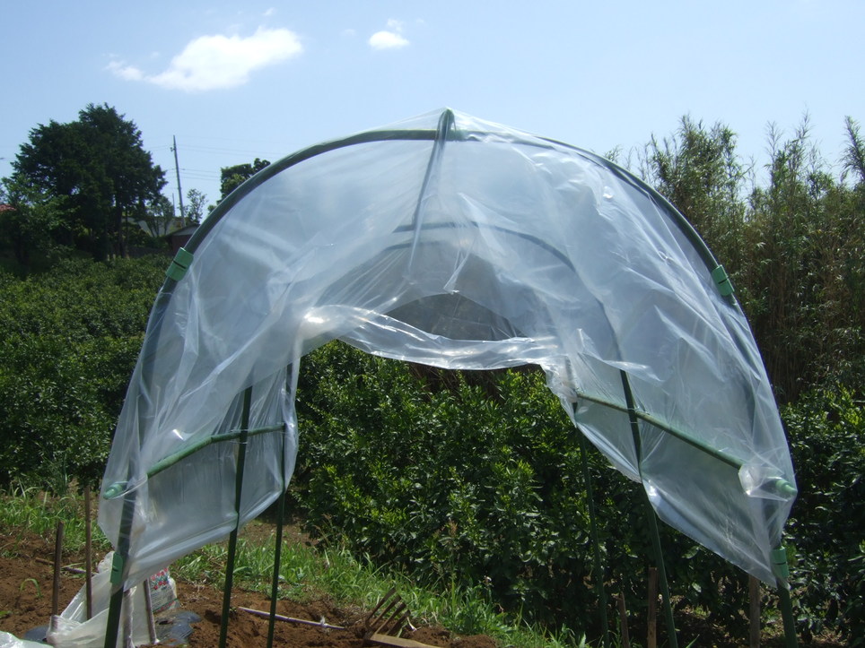 トマトの雨対策...屋根付きシート_b0137932_148565.jpg