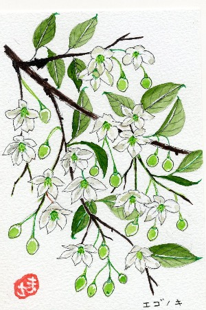 卯の花 がちゃぴん秀子の日記
