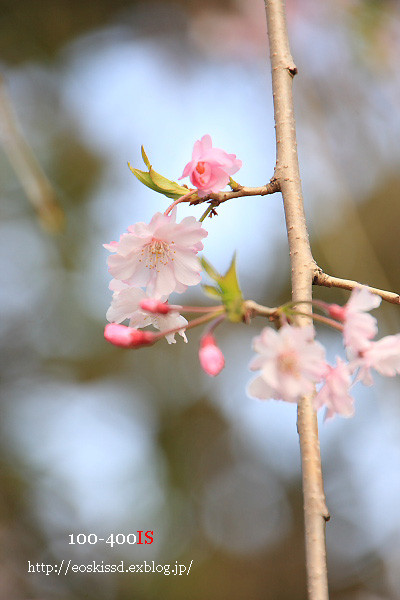 《花》　八重紅枝垂（桜）　18-270mm　（川口グリーンセンター）_c0080036_22505814.jpg