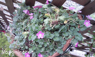 a0166338_11494250.gif