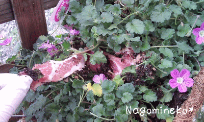 a0166338_11504832.gif