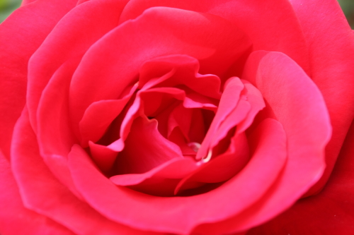 カルメンの薔薇_f0230738_16473848.jpg
