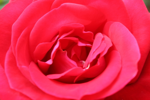 カルメンの薔薇 Luz Del Sol