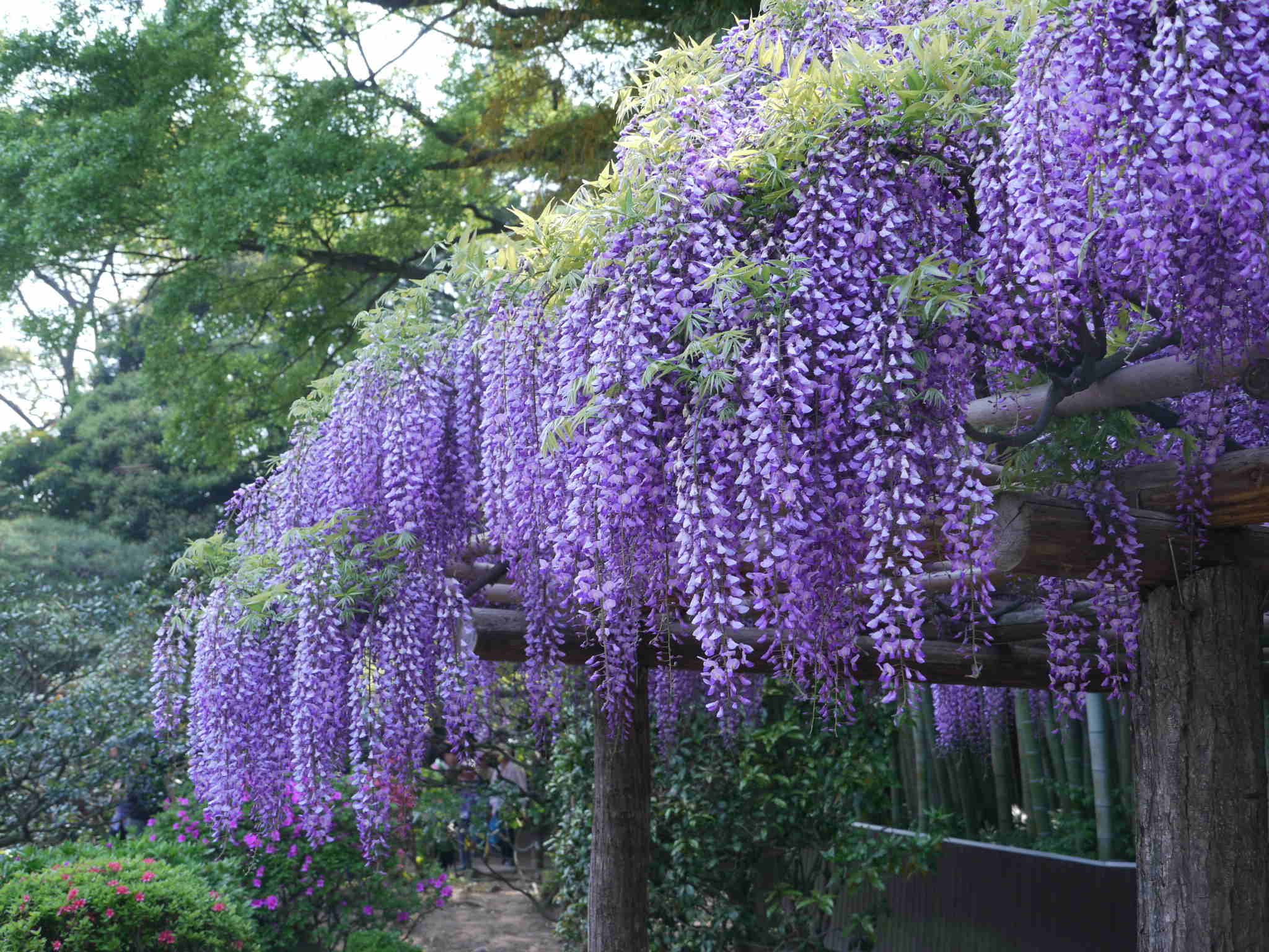 いい歳 りょうちゃん 藤の花に酔うヽ O 丿 いい歳 りょうちゃんの春夏秋冬 土曜日歳時記