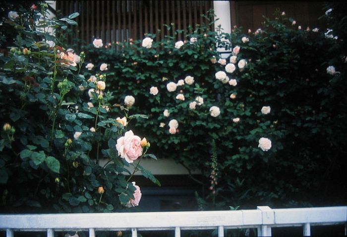 f0139948_5312944.jpg