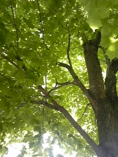 a0162251_1736244.jpg