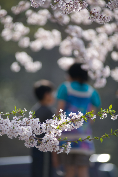 2010.05.05-荘川桜_f0159251_21371356.jpg