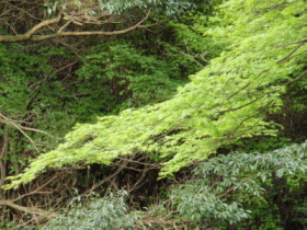 東福寺　方丈　－京都　春のたび　３日目⑥－_a0155452_2374770.jpg