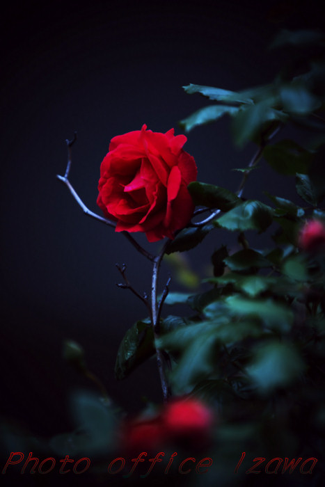 妖艶な赤い薔薇 カメラマンイザワの拝啓 撮らせて頂きます 妖艶な赤い薔薇 カメラマンイザワの拝啓 撮らせて頂きます
