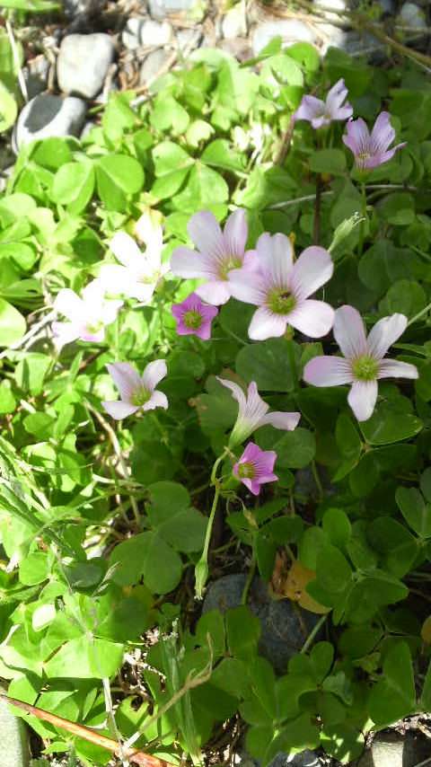 c0147261_22431052.jpg