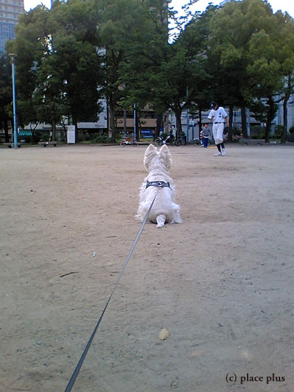 野球犬_b0107163_18525997.jpg